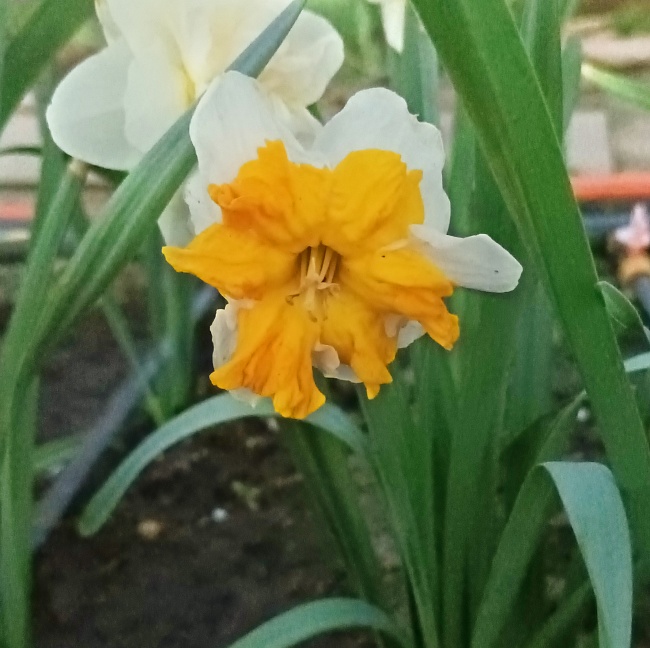 Нарцисс Лав Кол 1 уп.(2 шт.) 